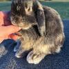 Pedigreed Holland Lop Buck