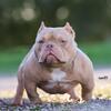 REAL NANO EXOTIC BULLY