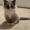 Ragdoll kittens
