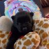 EBONY IS AN ADORABLE PUREBRED CKC REG. BLACK FEMALE CHOW PUP