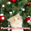 Cfa cream and white male persian kitten 