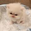 CFA All White Persian Kitten Female
