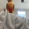 3 Rainbow Conure's