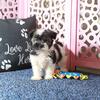 Destiny Beautiful AKC Havanese