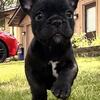 AKC Registered French Bulldog Puppies