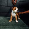 Staffordshire bull terrier pup