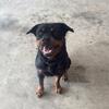 2 year old Female Rottweiler 