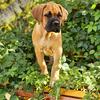 Stunning and Beautiful Personality Cane Corso Female