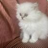 Adorable Himalayan Blue Point females, blue eyes