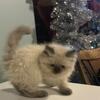 Persian himalayan kittens