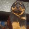 Huge German Rottweiler Puppies