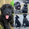 Giant Schnauzer Puppies Available- AKC