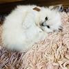 MORE AVAILABLE SOLD Brianna Ragdoll kitten Kats Ravishing Ragdolls 