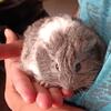 Silkie long haired guinea pigs