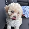 Malti-Poo Puppy