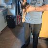 Yorkie Looking For a Loving Home