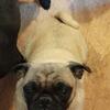 3 year old male pug