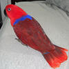 Eclectus parrot
