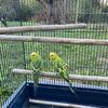 Free female parakeets 