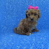 MaltiPoo Puppies Available