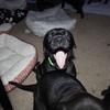 Great Dane puppies for sale!