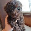 Chocolate Male Miniature Poodle Puppy