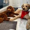 F1B Goldendoodle Stud Service Now Available - Spring Hill, FL