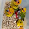Sun conures