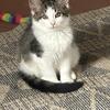 5mo old male Maine coons