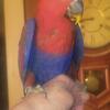 Solomon Island Eclectus babies