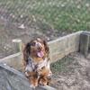 Long Hair Miniature Dapple Dachshund / Stud Service Only