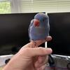 Male Indian Ringneck 