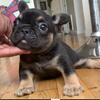 Black & tan male French bulldog puppy