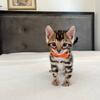 Bengal kittens
