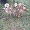 Golden Retriever puppies