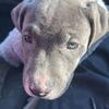 Pitbull nose blue
