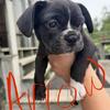 Frenchton Puppies for sale!