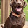 Full Blooded AKC Registered Chocolate Lab for Stud 
