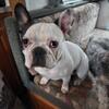 3yr old male frenchie 