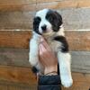 Broder collie aussie mix