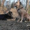 PUPPIES Duel Registered CANE CORSO'S  