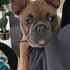 Akc Registered Blue Fawn Frenchie 