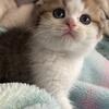 Scottish fold