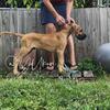 Male Great dane