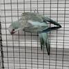 Quaker Parrots (Monk Parrot)