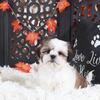 Pumpkin Gorgeous Female Shih-tzu