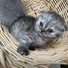 Scottish fold kitten