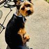 Loving Male Yorkie Needs New Home 