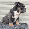Jack English Bulldog 