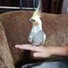2 1/2 yr old male cockatiel 